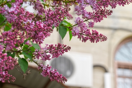 Close-up of pink lilac flowers on branches, with out-of-focus building in the background.